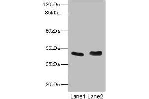 Western blot All lanes: FHL3 antibody at 1. (FHL3 antibody  (AA 1-280))