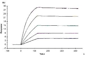 Surface Plasmon Resonance (SPR) image for Tumor Necrosis Factor Receptor Superfamily, Member 11b (TNFRSF11B) (AA 22-401) protein (His tag) (ABIN7275758)