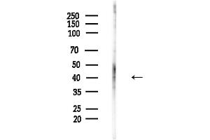 anti-Gap Junction Protein, alpha 1, 43kDa (GJA1) (pTyr265) antibody
