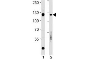 Rb antibody western blot analysis in 1) Daudi and 2) Raji lysate.