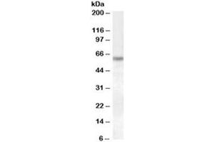 Western blot testing of HeLa lysate with Granulin antibody at 1ug/ml. (Granulin antibody)