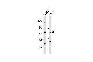 All lanes : Anti-STAT5A Antibody (C-term) at 1:2000 dilution Lane 1: K562 whole cell lysates Lane 2:  whole cell lysates Lysates/proteins at 20 μg per lane. (STAT5A antibody  (C-Term))