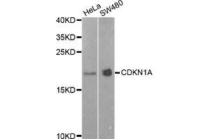 Western blot analysis of extracts of HeLa and SW480 cell lines, using CDKN1A antibody. (p21 antibody)