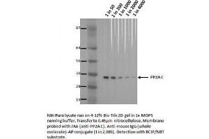 Image no. 1 for anti-Protein Phosphatase 2A Activator, Regulatory Subunit 4 (PPP2R4) (AA 302-309) antibody (ABIN1042656) (PPP2R4 antibody  (AA 302-309))