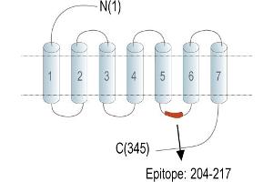 G Protein-Coupled Receptor 139 (GPR139) peptide