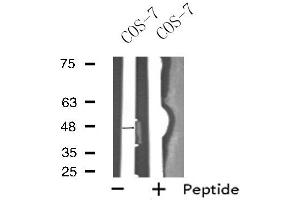 Western blot analysis of extracts from COS-7 cells, using OPRK1 antibody. (OPRK1 antibody  (N-Term))