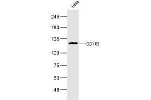 HeLa cell lysate probed with CD163 Polyclonal Antibody at 1:300 overnight at 4°C followed by a conjugated secondary antibody for 60 minutes at 37°C. (CD163 antibody  (AA 101-200))