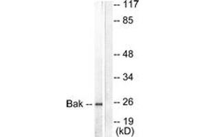 Western blot analysis of extracts from 293 cells, using Bak Antibody. (BAK1 antibody  (AA 1-50))