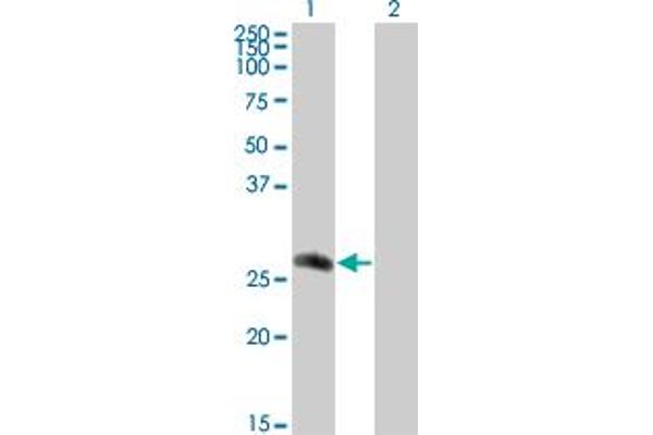 CDC42EP2 Antikörper  (AA 102-210)