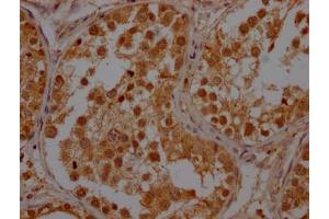 IHC image of ABIN7150422 diluted at 1:400 and staining in paraffin-embedded human testis tissue performed on a Leica BondTM system. (POLR2A/RPB1 antibody  (AA 76-298))