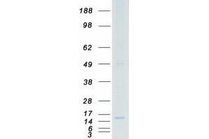 Validation with Western Blot (Prostaglandin E Synthase Protein (PTGES) (Myc-DYKDDDDK Tag))
