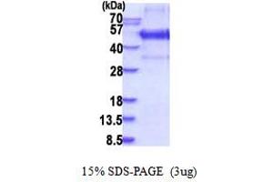 SDS-PAGE (SDS) image for Kruppel-Like Factor 12 (KLF12) (AA 1-402) protein (His tag) (ABIN5853895) (KLF12 Protein (AA 1-402) (His tag))