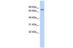 Image no. 1 for anti-Kelch-Like 14 (KLHL14) (AA 71-120) antibody (ABIN6743584) (KLHL14 antibody  (AA 71-120))