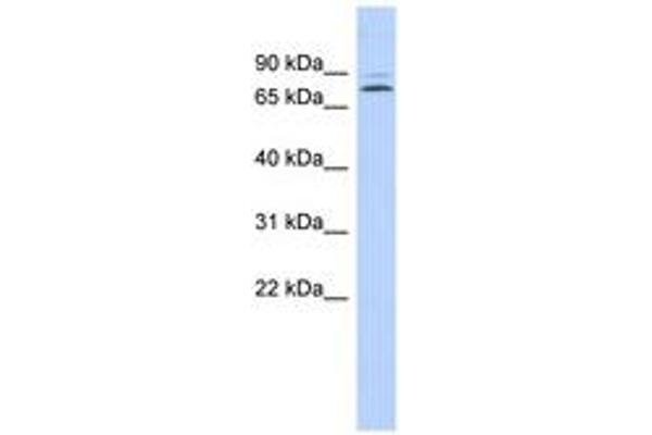 KLHL14 antibody  (AA 71-120)