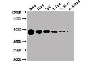 Western Blot Positive WB detected in: HepG2 whole cell lysate at 20 μg, 10 μg, 5 μg, 2. (ENO1 antibody  (AA 2-434))