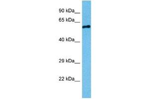 Host:  Mouse  Target Name:  STK3  Sample Tissue:  Mouse Testis  Antibody Dilution:  1ug/ml (STK3 antibody  (N-Term))