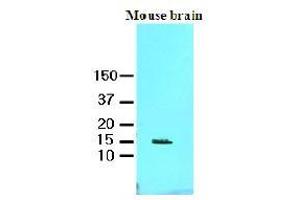 Western Blotting (WB) image for anti-Fatty Acid Binding Protein 7, Brain (FABP7) (AA 1-132), (N-Term) antibody (ABIN336108) (FABP7 antibody  (N-Term))