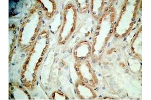 Human kidney tissue was stained by Rabbit Anti-BNP-45 (Mouse) Antibody (BNP-45 antibody  (AA 51-95))