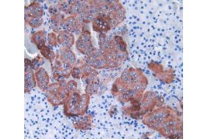 IHC-P analysis of adrenal gland tissue, with DAB staining. (SHBG antibody  (AA 44-222))