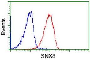 Image no. 2 for anti-Sorting Nexin 8 (SNX8) antibody (ABIN1501041) (SNX8 antibody)