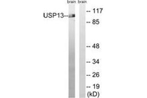 Western blot analysis of extracts from mouse brain cells, using USP13 Antibody. (USP13 antibody  (AA 811-860))