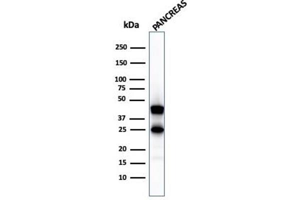 CPA1 antibody