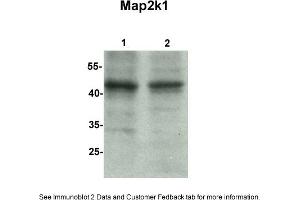 Sample Type: 1. (MEK1 antibody  (C-Term))