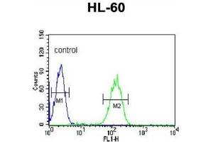Flow Cytometry (FACS) image for anti-Carbonic Anhydrase VB, Mitochondrial (CA5B) antibody (ABIN3003127) (CA5B antibody)