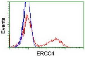 HEK293T cells transfected with either RC223300 overexpress plasmid (Red) or empty vector control plasmid (Blue) were immunostained by anti-ERCC4 antibody (ABIN2454892), and then analyzed by flow cytometry. (ERCC4 antibody)