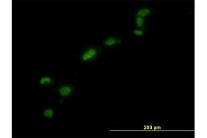 Immunofluorescence (IF) image for anti-High Mobility Group Box 1 (HMGB1) (AA 1-215) antibody (ABIN561281)