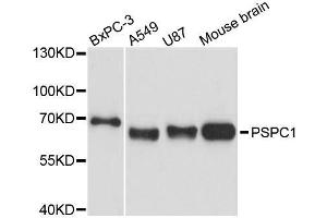 Western blot analysis of extracts of various cell lines, using PSPC1 antibody. (PSPC1 antibody  (AA 1-70))