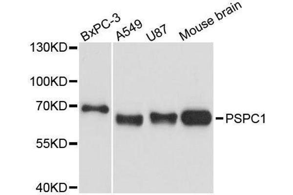PSPC1 antibody  (AA 1-70)