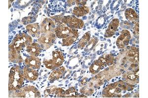 BHMT antibody was used for immunohistochemistry at a concentration of 4-8 ug/ml to stain Epithelial cells of renal tubule (arrows) in Human Kidney. (BHMT antibody  (C-Term))