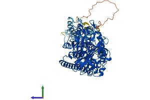 AlphaFold protein structure predicition of Mouse Recombinant Aloxe3 Protein, UniprotID Q9WV07 (ALOXE3 Protein (AA 1-711) (His tag))