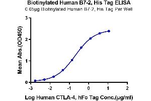 Immobilized Biotinylated Human B7-2, His Tag at 0. (CD86 Protein (CD86) (His-Avi Tag,Biotin))