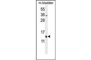 Western blot analysis of MRPL51 Antibody (C-term) in Mouse bladder tissue lysates (35ug/lane). (MRPL51 antibody  (C-Term))