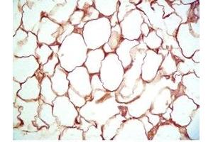 Rat visceral white fat tissue was stained by Rabbit Anti-Vaspin (386-414) (Human) Serum (SERPINA12 antibody  (AA 386-414))