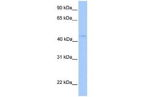 WB Suggested Anti-LIPT1 Antibody Titration:  0. (LIPT1 antibody  (N-Term))