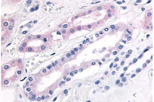 Human Kidney (formalin-fixed, paraffin-embedded) stained with PDE2A antibody ABIN213546 at 20 ug/ml followed by biotinylated goat anti-rabbit IgG secondary antibody ABIN481713, alkaline phosphatase-streptavidin and chromogen. (PDE2A antibody  (N-Term))