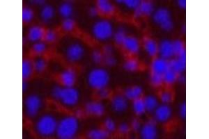 Immunofluorescence analysis of Mouse liver tissue using CASP8 Monoclonal Antibody at dilution of 1:200. (Caspase 8 antibody)