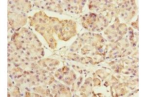 Immunohistochemistry of paraffin-embedded human pancreatic tissue using ABIN7160546 at dilution of 1:100 (MYL7 antibody  (AA 1-175))