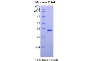 SDS-PAGE (SDS) image for Carbonic Anhydrase IV (CA4) (AA 21-216) protein (His tag) (ABIN1877712) (CA4 Protein (AA 21-216) (His tag))