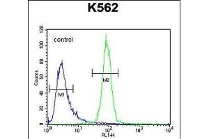 OR52A1 Antibody (C-term) (ABIN654497 and ABIN2844229) flow cytometric analysis of K562 cells (right histogram) compared to a negative control cell (left histogram).