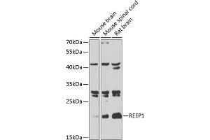 Western blot analysis of extracts of various cell lines, using REEP1 antibody  at 1:1000 dilution. (Receptor Accessory Protein 1 antibody  (AA 101-201))
