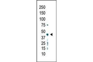 Western blot analysis of anti-PRMT2 Pab (ABIN387837 and ABIN2843934) in whole HL60 cell lysate was detected using purified Pab. (PRMT2 antibody  (C-Term))