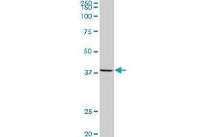 AVEN monoclonal antibody (M08), clone 2B10. (AVEN antibody  (AA 71-170))