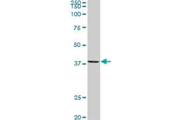 AVEN antibody  (AA 71-170)