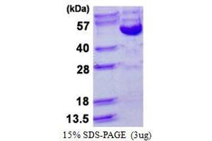 Cyclin B2 (CCNB2) (AA 1-398) protein (His tag)