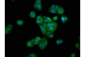Immunofluorescence staining of HepG2 cells with ABIN7155981 at 1:100, counter-stained with DAPI.