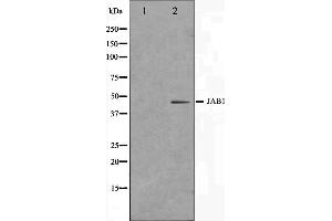 Western blot analysis on LOVO cell lysate using COPS3 Antibody. (COPS3 antibody  (C-Term))